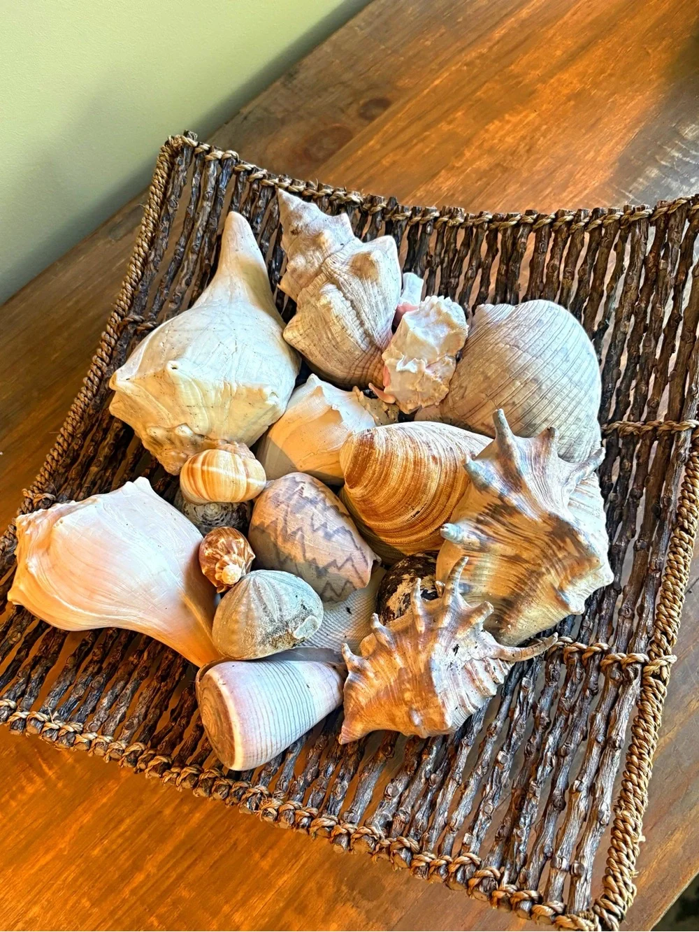 Natural Seashell Collection - Neutral & Cream Tones